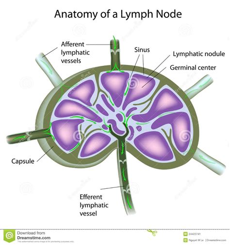 nodulos linfaticos